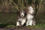 BEARDED COLLIE 311